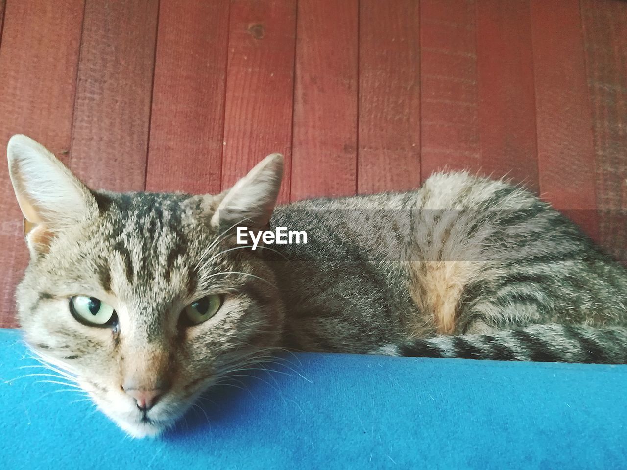 CLOSE-UP PORTRAIT OF CAT LYING ON FLOOR