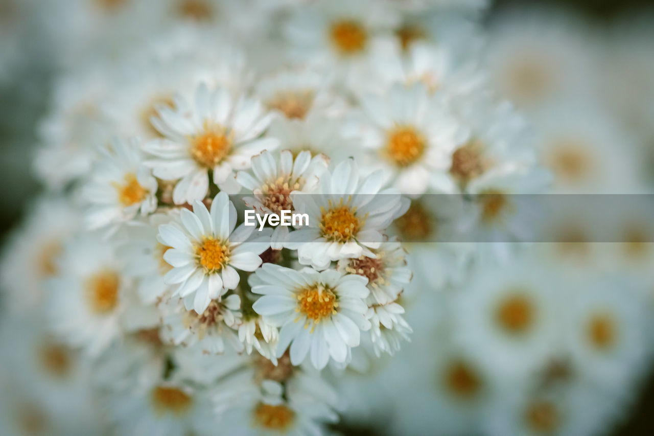 CLOSE-UP OF WHITE FLOWERING PLANTS