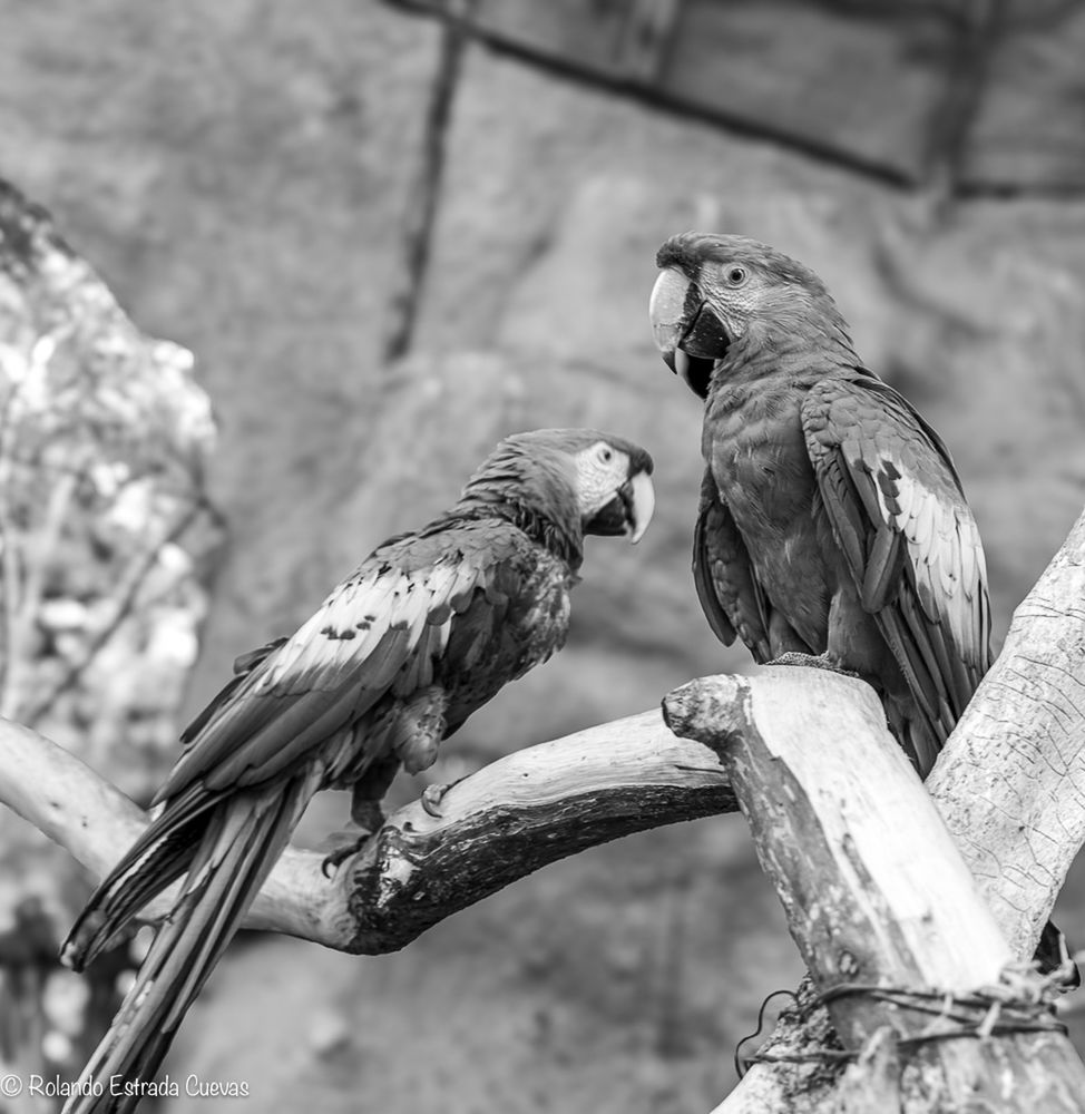 bird, animal, animal themes, animal wildlife, wildlife, perching, group of animals, branch, tree, focus on foreground, two animals, beak, nature, black and white, no people, outdoors, wing, day, bird of prey, monochrome photography, pet, monochrome