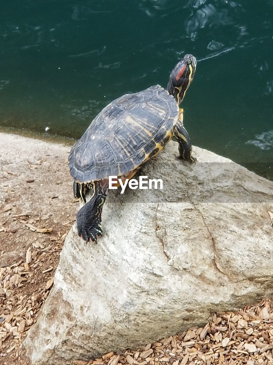 HIGH ANGLE VIEW OF A TURTLE ON ROCK