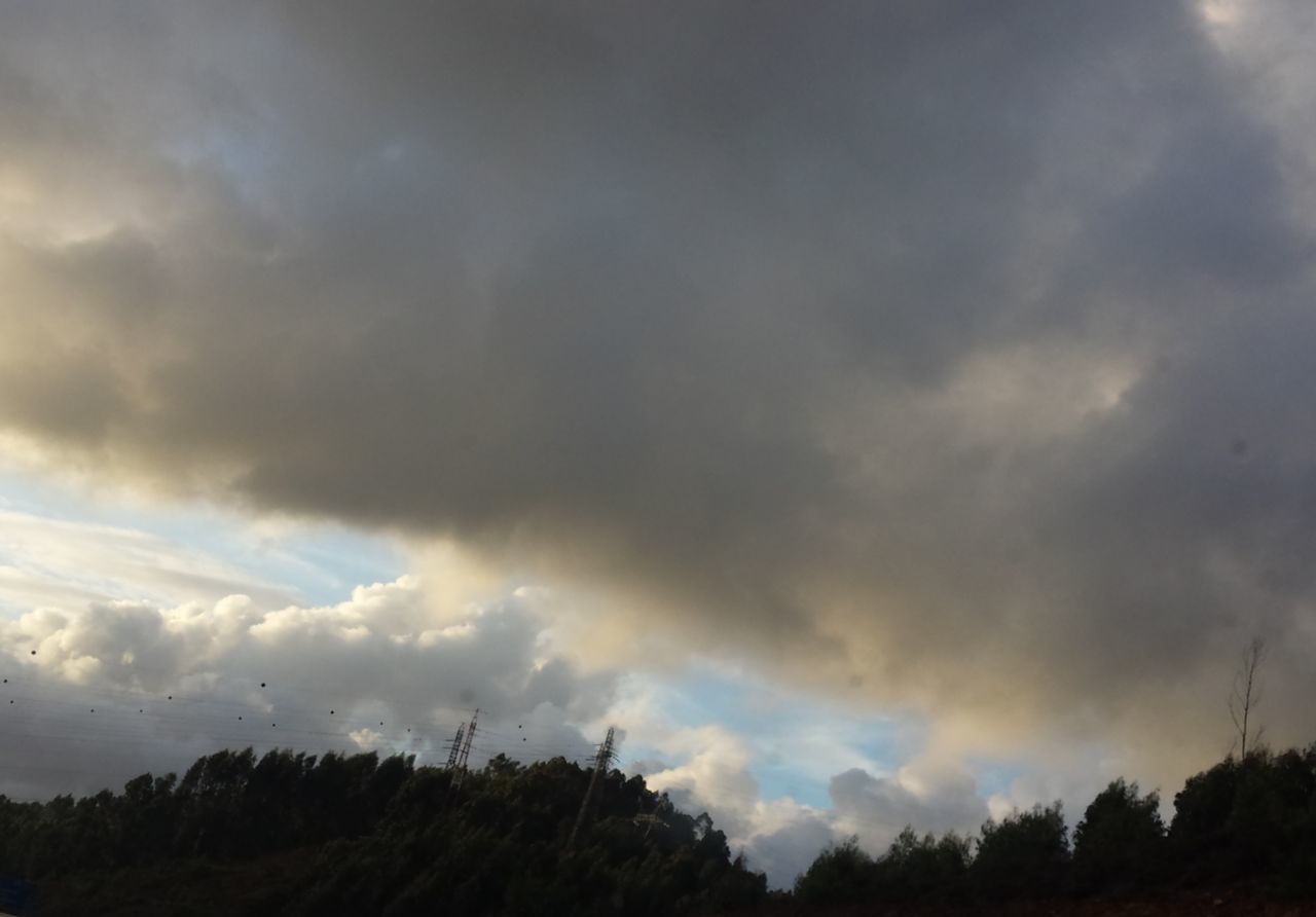 LOW ANGLE VIEW OF TREES AGAINST CLOUDY SKY