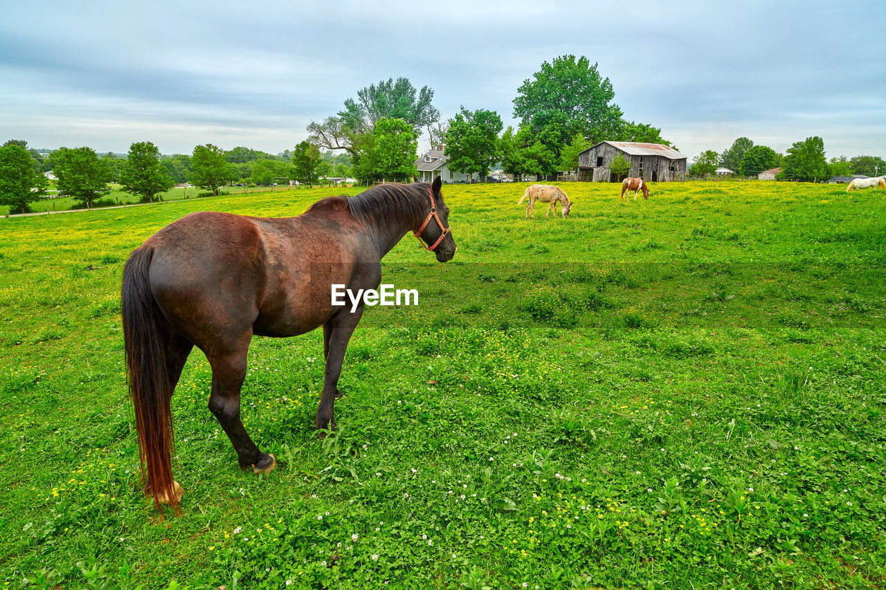 Horse grazing on fresh spring grass in a field.