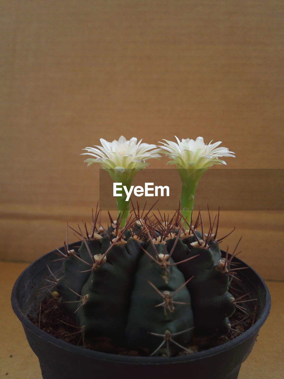 CLOSE-UP OF POTTED CACTUS FLOWER