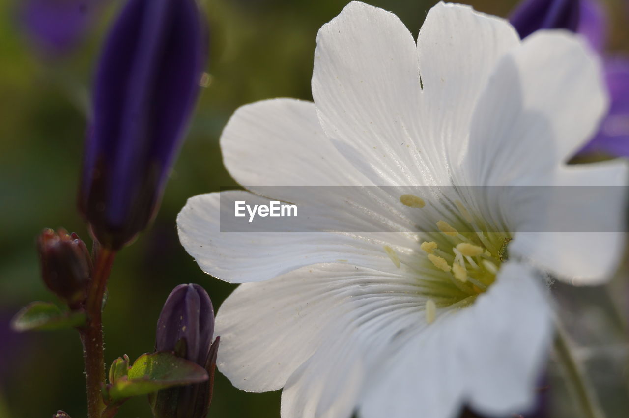 CLOSE-UP OF WHITE FLOWER