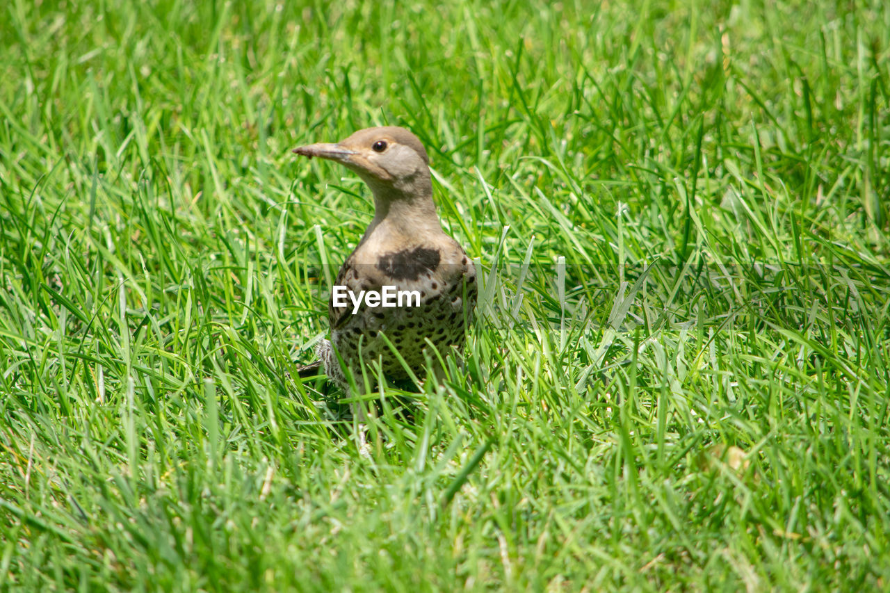 View of a bird on grass