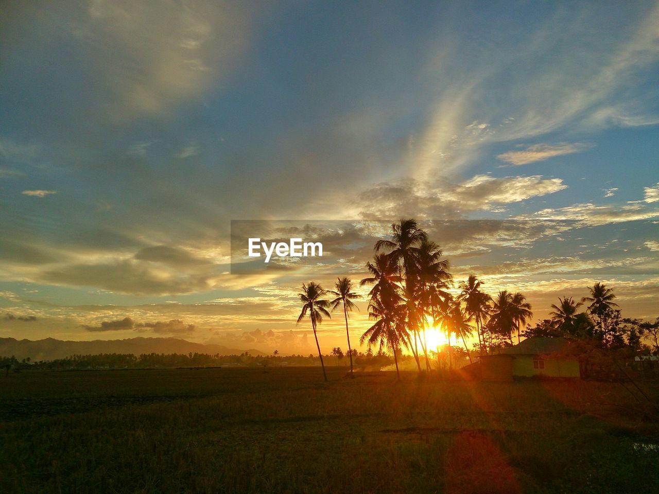 View of green field during sunset