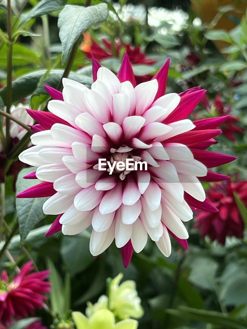 flower, flowering plant, plant, beauty in nature, freshness, petal, flower head, fragility, close-up, dahlia, inflorescence, growth, nature, pink, no people, leaf, focus on foreground, plant part, outdoors, springtime, day, botany, blossom