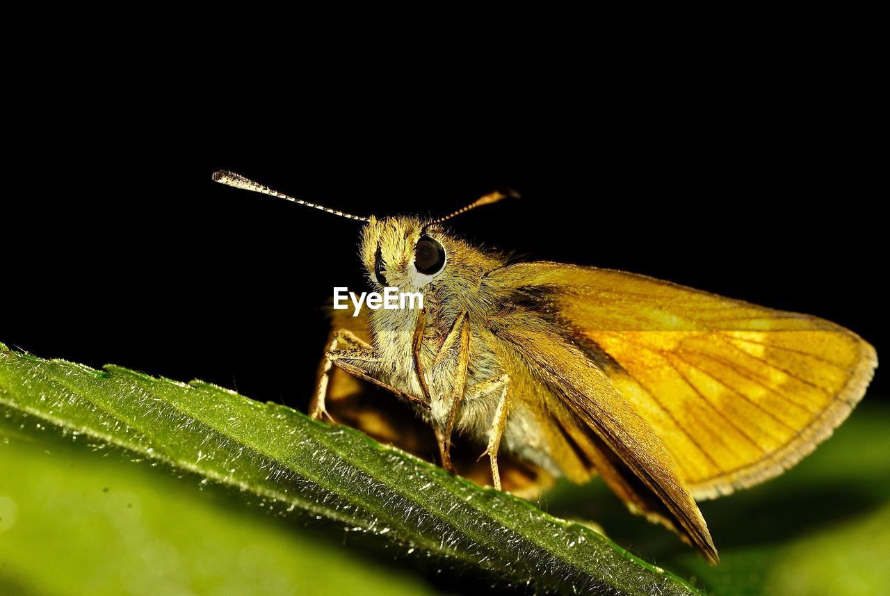 CLOSE-UP OF BUTTERFLY ON PLANT