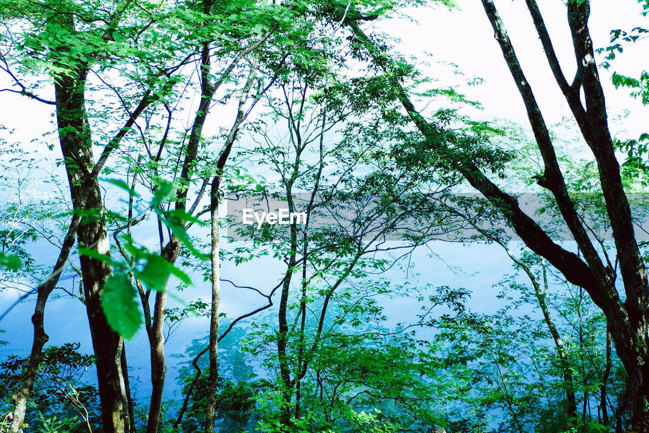 LOW ANGLE VIEW OF TREES GROWING IN FOREST AGAINST SKY