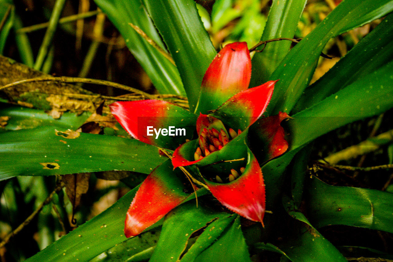 CLOSE-UP OF RED FLOWER AND LEAVES