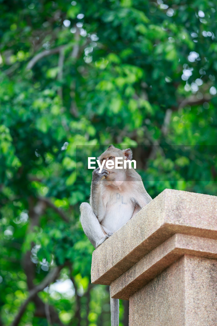 Low angle view of monkey sitting against tree