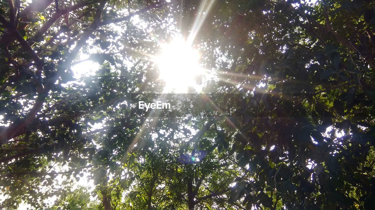 LOW ANGLE VIEW OF SUN STREAMING THROUGH TREES