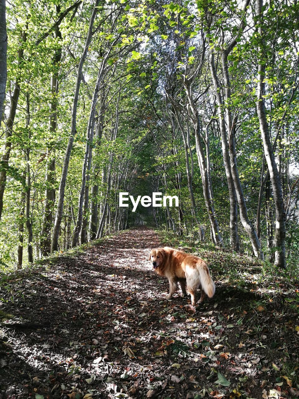 DOG BY TREE IN FOREST