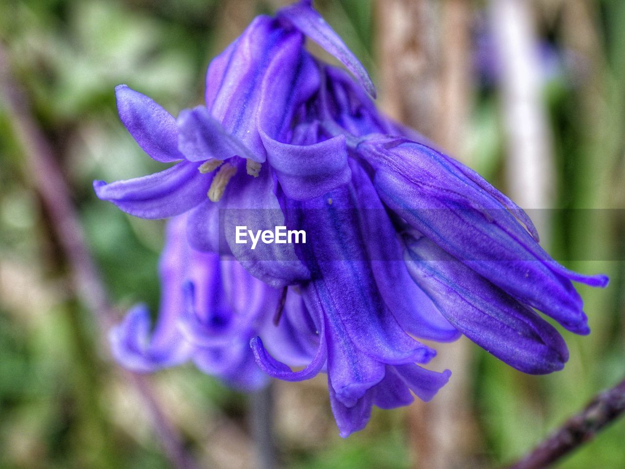 Close-up of purple flowers blooming