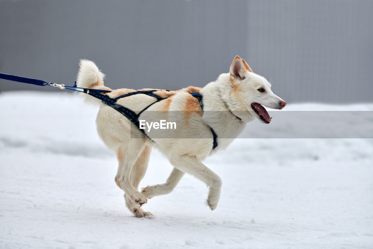 VIEW OF DOG ON SNOW