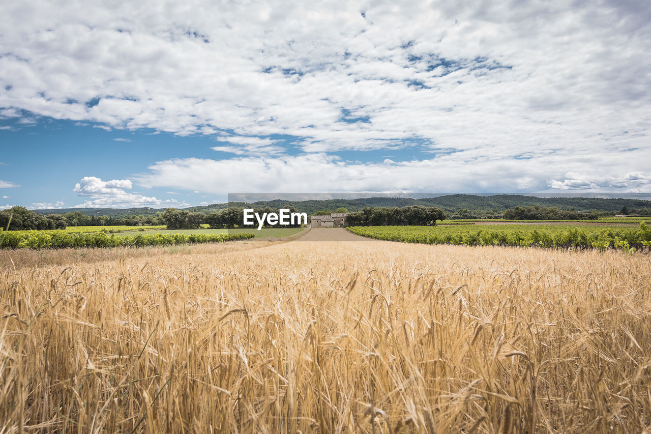 Scenic view of agricultural field against sky