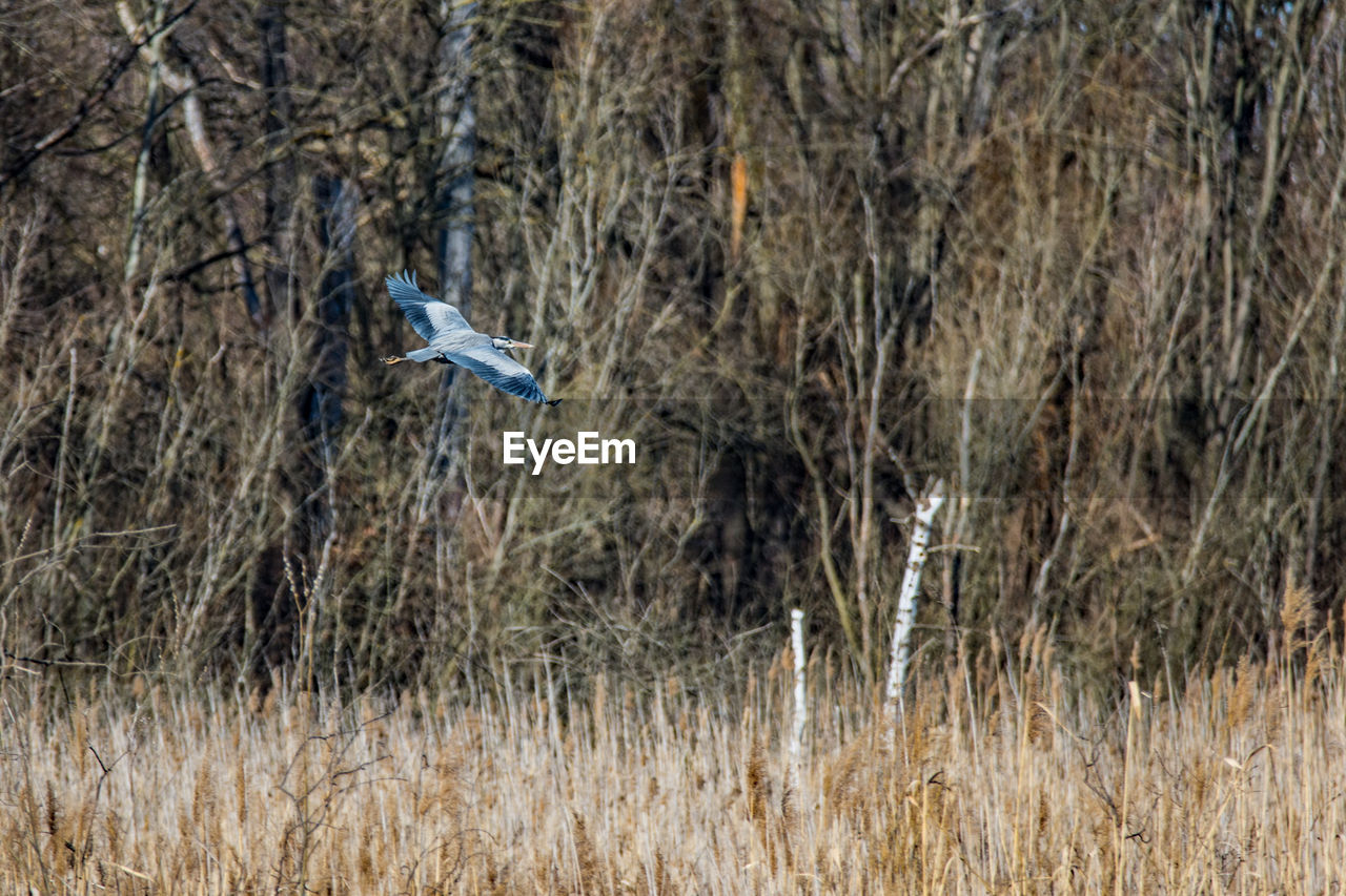 VIEW OF BIRD FLYING OVER FOREST