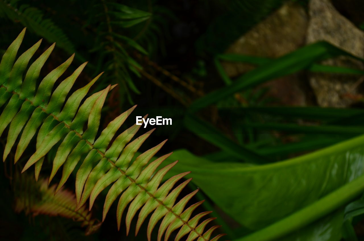 High angle view of fern leaves