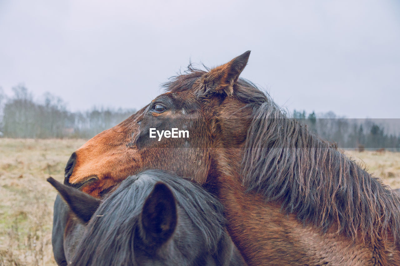 Close-up of horses on field