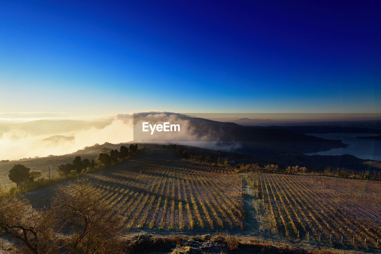 Scenic view of agricultural field against sky