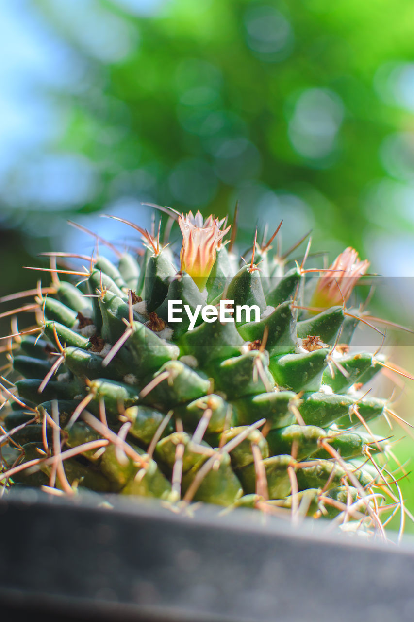 close-up of pineapple on plant