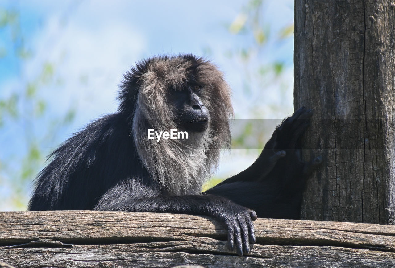 monkeys sitting on tree