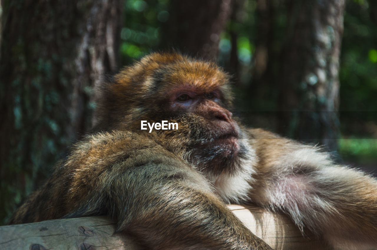 CLOSE-UP OF A MONKEY SITTING ON TREE IN FOREST