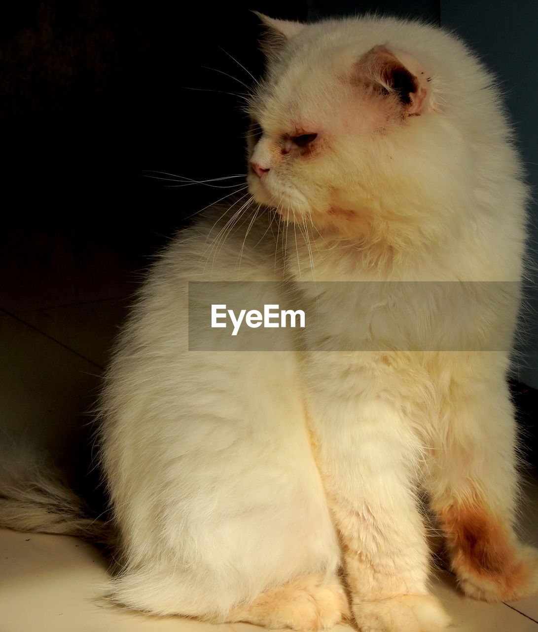 CLOSE-UP OF WHITE CAT
