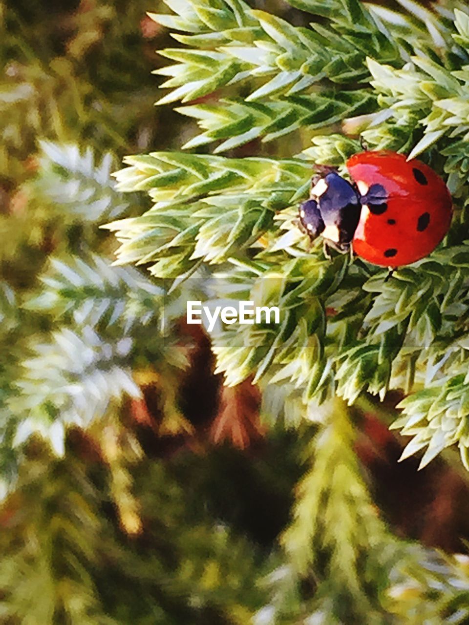 High angle view of ladybug on plant