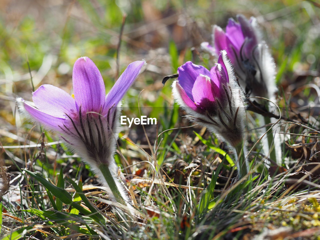 Close-up of purple crocus flowers on field