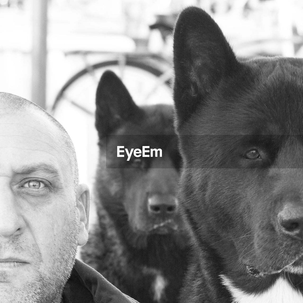 Cropped portrait of serious mature man by dogs