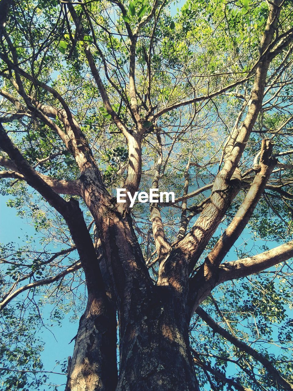 LOW ANGLE VIEW OF TREES AGAINST SKY