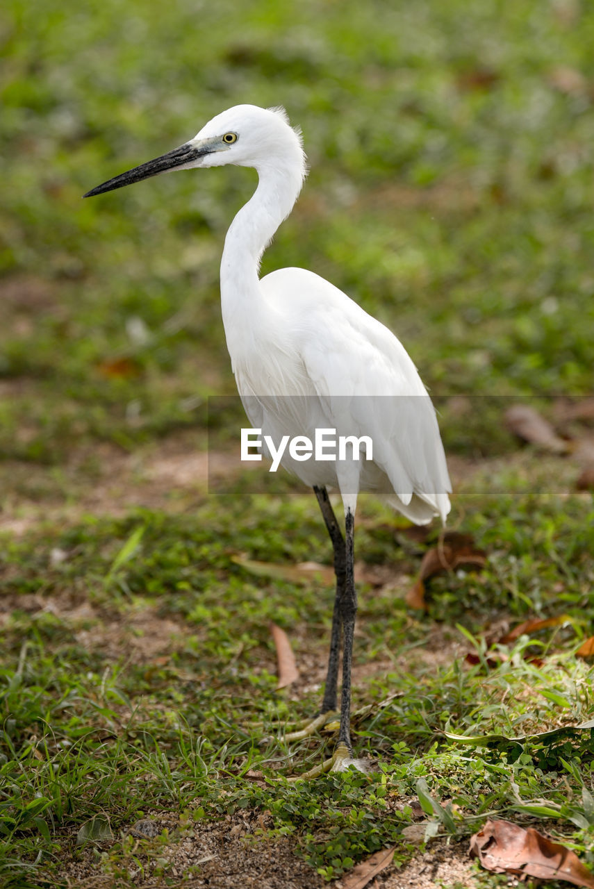 Close-up of white bird standing on grass field