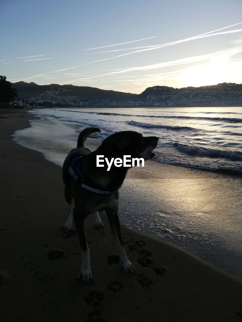 DOG AT BEACH DURING SUNSET