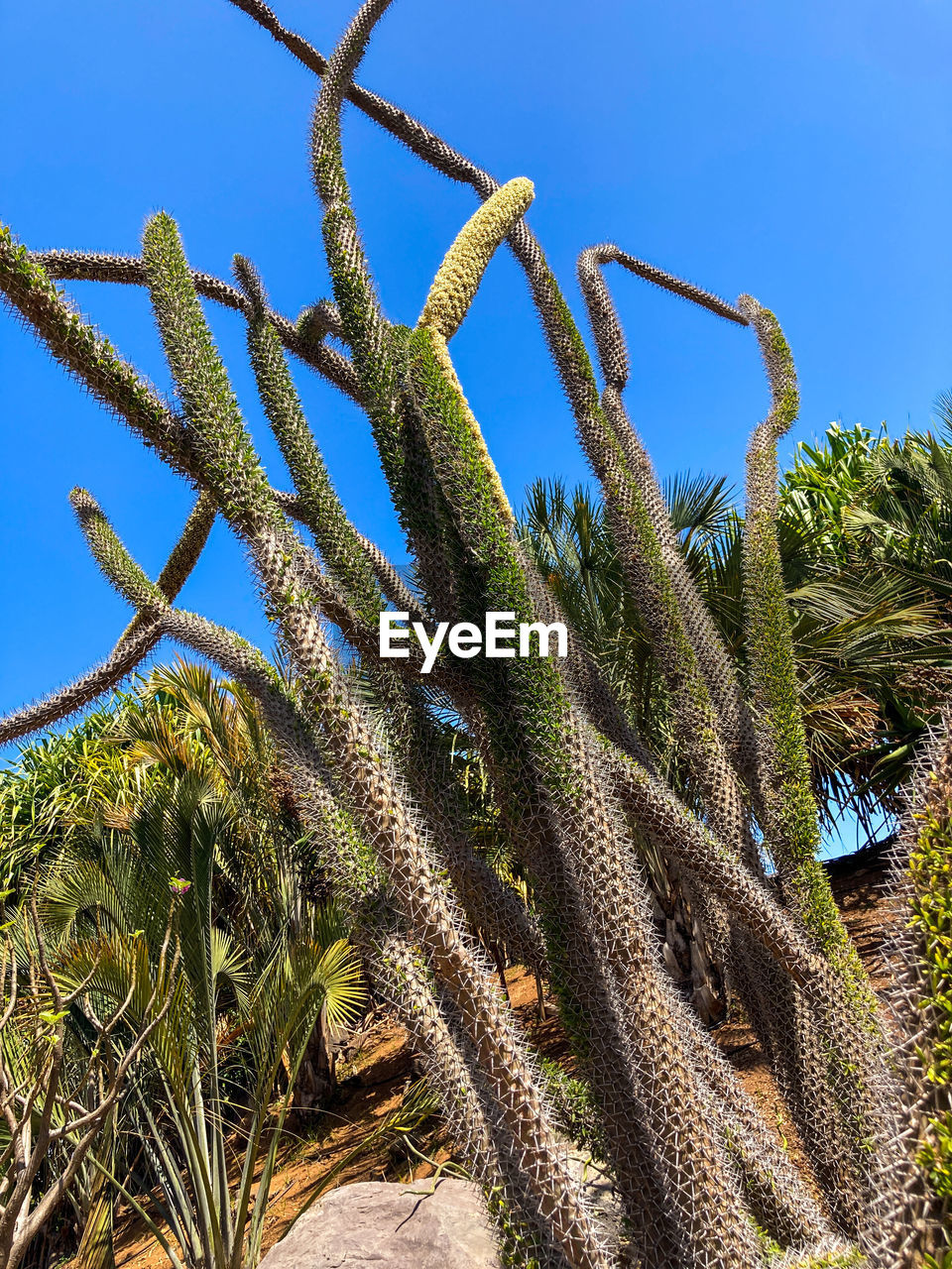 plant, nature, sky, growth, no people, flower, blue, tree, day, clear sky, land, cactus, outdoors, vegetation, beauty in nature, sunny, sunlight, green, succulent plant, low angle view, grass, tranquility, environment, desert, landscape