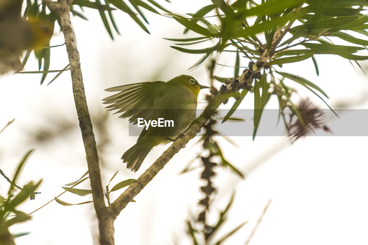 LOW ANGLE VIEW OF BIRD PERCHING ON TREE BRANCH
