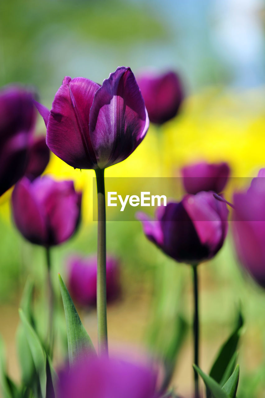 Close-up of purple tulips blooming in park