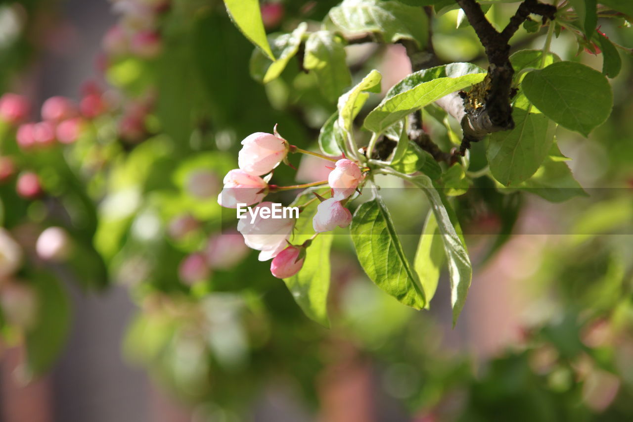 CLOSE-UP OF PINK FLOWERS ON TREE