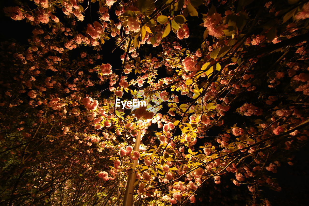 CLOSE-UP OF CHERRY BLOSSOM TREE AT NIGHT DURING AUTUMN
