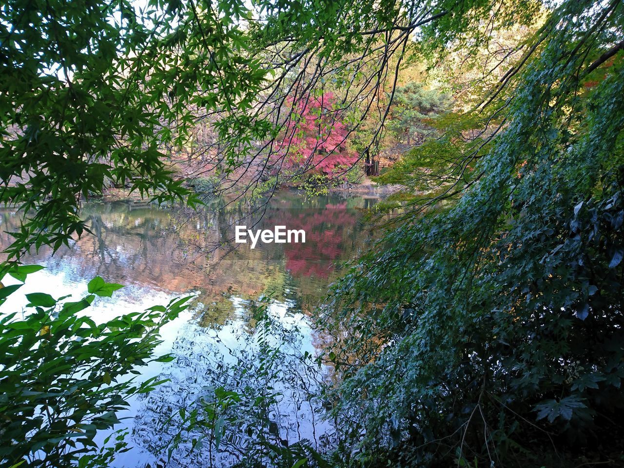 TREES IN A FOREST