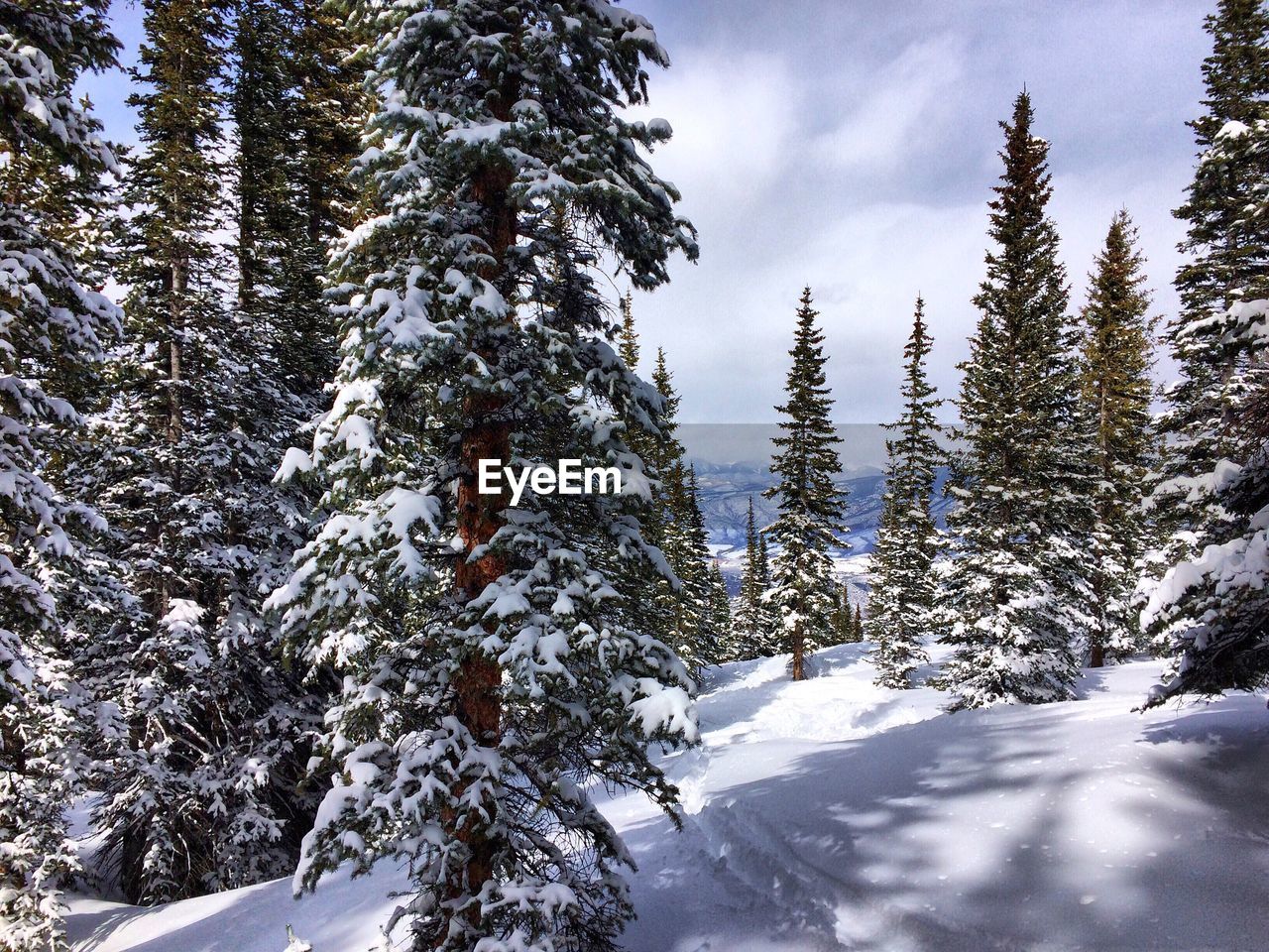 SNOW COVERED TREES ON LANDSCAPE AGAINST SKY