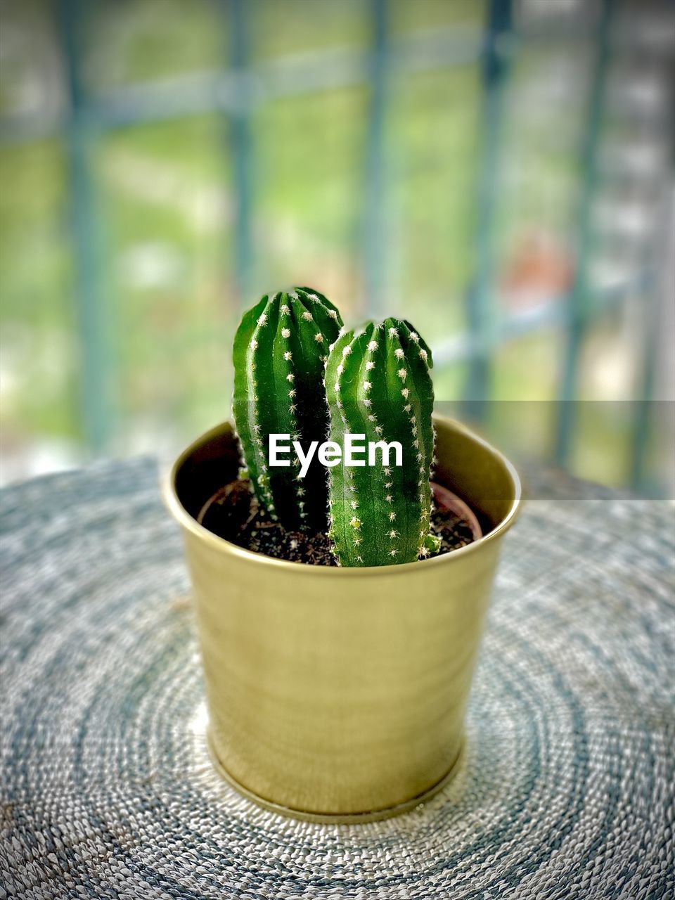 CLOSE-UP OF SUCCULENT PLANT IN POT