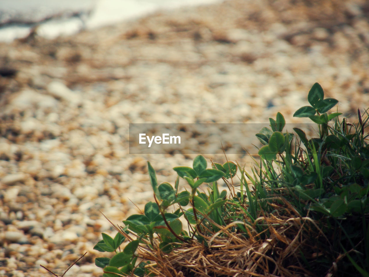 CLOSE-UP OF PLANTS ON FIELD