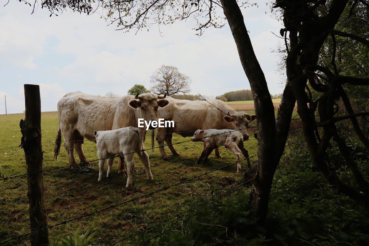 HORSES STANDING IN FIELD