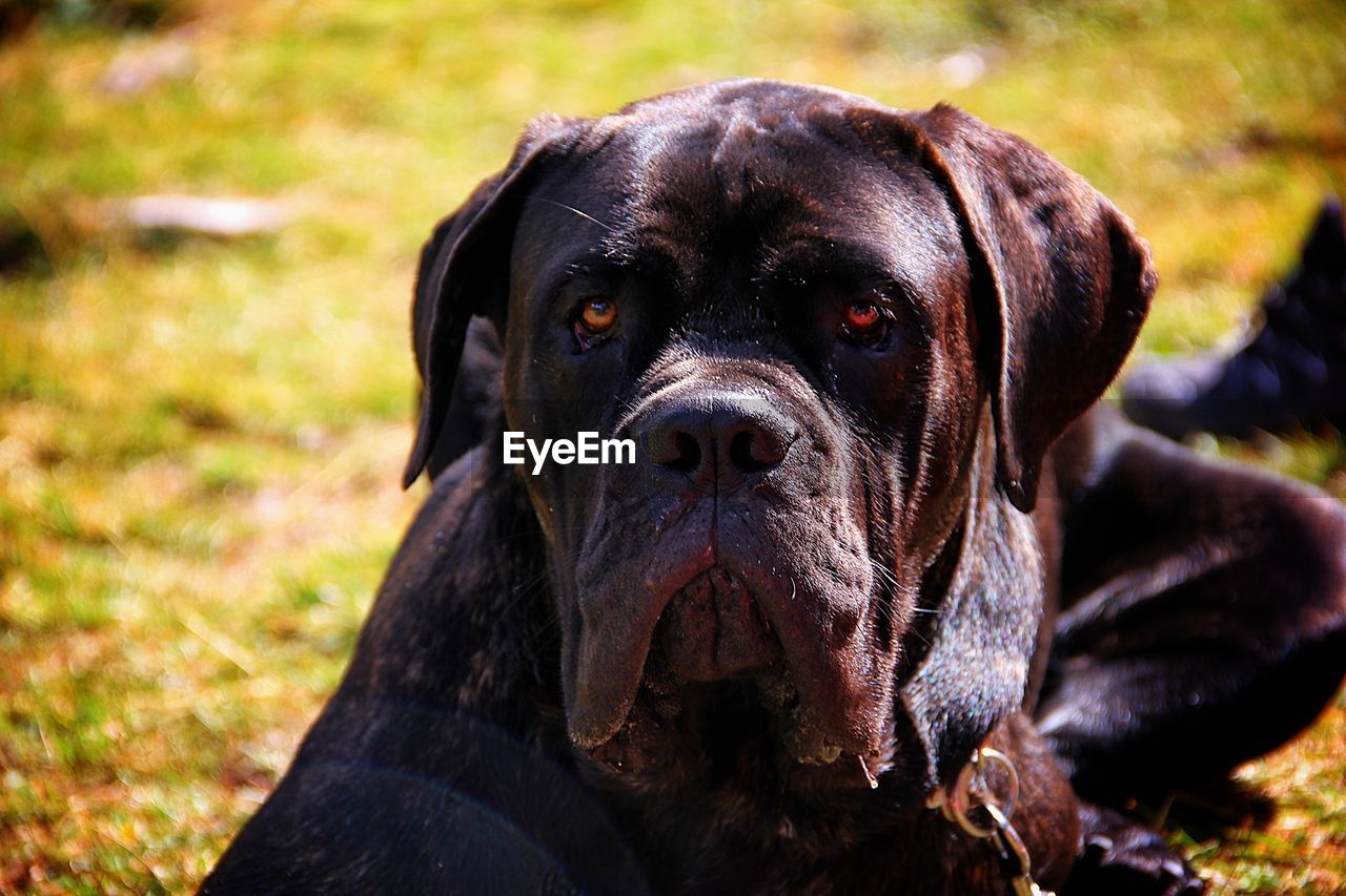 Black dog lying on field