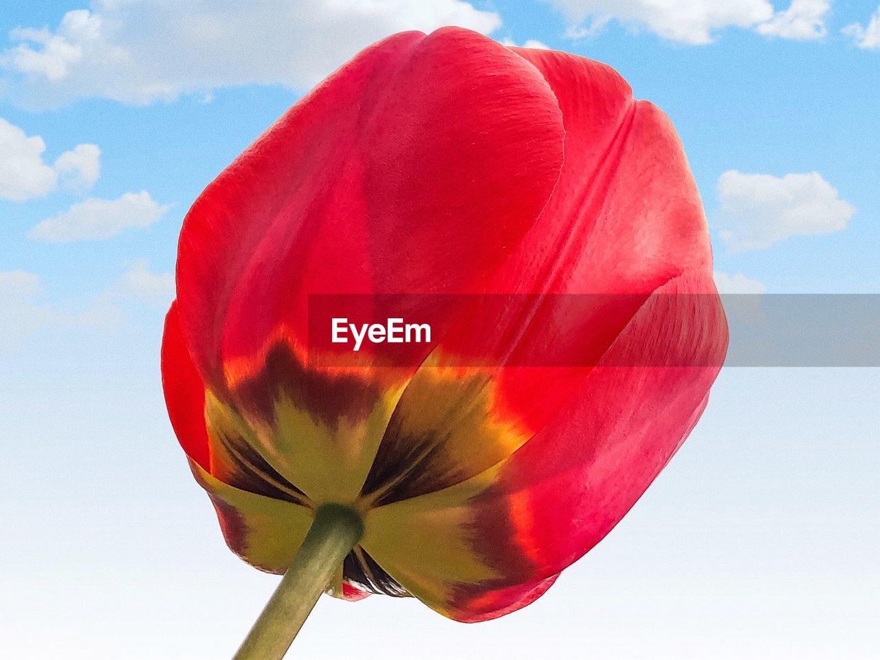 Close-up of red tulip flower against sky