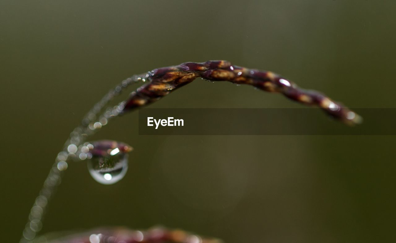 Close-up of wet flower