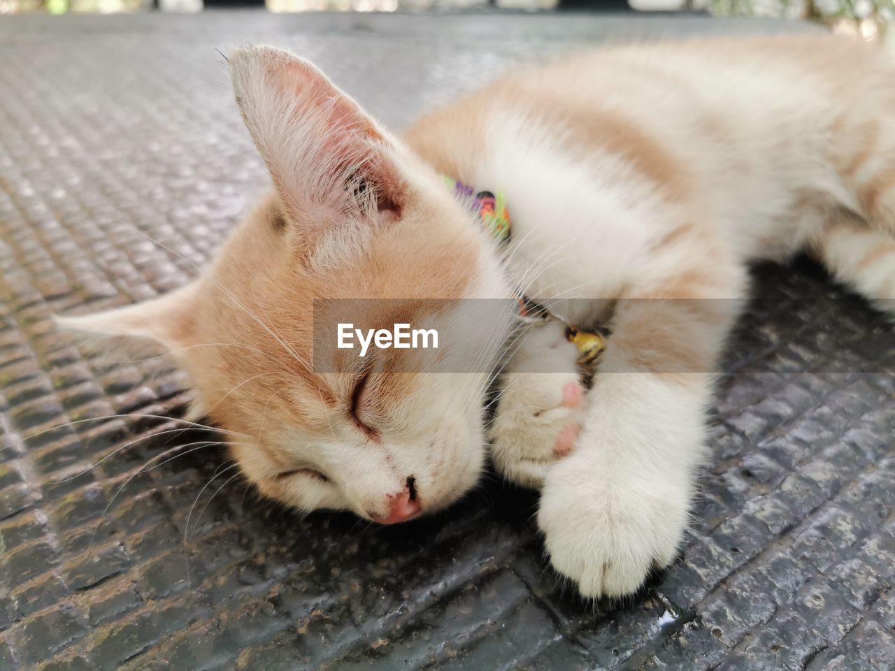 CAT SLEEPING ON FOOTPATH