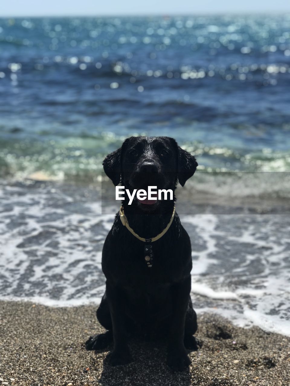 portrait of black dog at beach