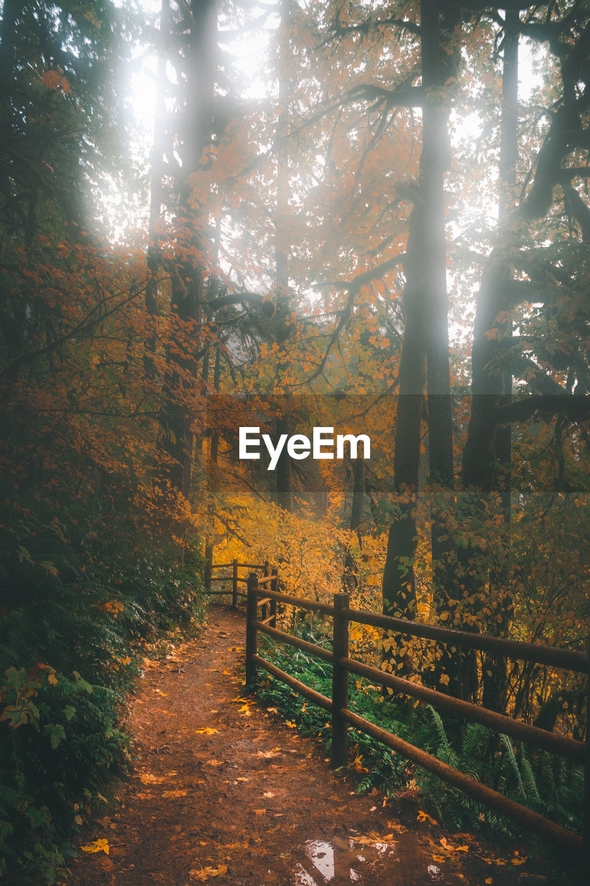 TREES IN FOREST AGAINST SKY DURING AUTUMN